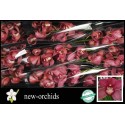 orchidé T RED DREAM - New Orchids