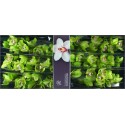 orchidé T MRS R HOOD - Ronald Ammerlaan