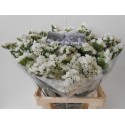 statice WH STARL WINGS - Tuinderij de Jong