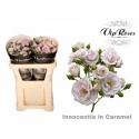 R branchue INNOCEN CARAMEL - Vip Roses by...
