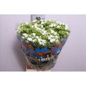 Phlox Whitecap blanc - YZM Lev Flowers Ltd