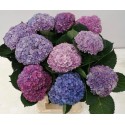 hortensia M MAG REVOLU BL - VOF Disseldorp