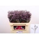 LIM SAF LILAC - Marginpar / KS