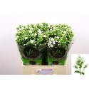 PHLOX icecap blanc - Marginpar / KR