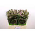 PHLOX P PINK EYES - Marginpar / KR