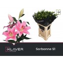 lilium SORBONNE - Klaver Lilies