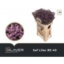 LIM SAF LILAC - Klaver Flowers
