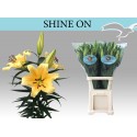 lilium SHINE ON - Florient-Remko vd Marel