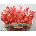 ILEX VE OUDIJ ORANGE - Emiel de Jong