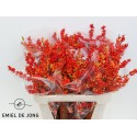 ILEX VE OUDIJ ORANGE - Emiel de Jong