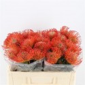 nutans Co Succession orange -...