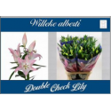 lilium Willeke Albert rose - Double Check...