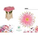 GE KV GPA EMMA - Holstein Flowers