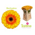 germini BARBADOS - Topline Gerbera