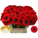 germini NIRVANA - Mans Allure Gerbera BV