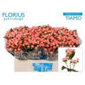 hypericum COCO TIAMO - Florius BV