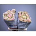 R GR PINK MONDIAL - KNL Flores