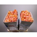 R GR SHIMMER - KNL Flores