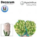 jacynthe CHINA PINK - Van Noort Hyacinten
