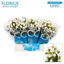 hypericum COCO UNO - Florius BV
