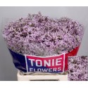 LIM TALL PINK EMILLE - TONIE Flowers
