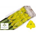 amaryllis KLB H% - Amaranthos Flowers