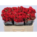 R branchue mirabel rouge - Sunrise Roses /...