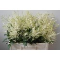 ASTIL JA WASHINGTON - Amazing Astilbe by...