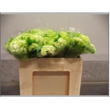 viburnum - paris