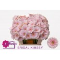Gerbera mini Bridal Kimsey rose - Gebr....