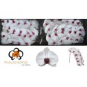 PHAL Red Lips blc cœur rose - Walter...