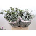 EUC CINEREA PER botte - I Fiori di Roma