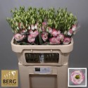 lysianthus G ROSI HOT LIPS - Berglisianthus