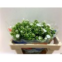 PHLOX Whitecap blanc - YZM Lev Flowers Ltd