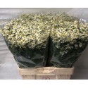 matricaire PA SINGLE VEGMO - Bloemenkw de...