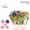 lysianthus G varié au bac - Montana...