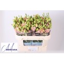 lysianthus G ALISSA L APRIC - Montana...