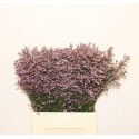 LIM SAF LILAC - Beauty Line