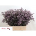 LIM SAF LILAC - Beauty Line