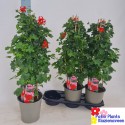 PEL PELT BALKON rouge - Patio Plants