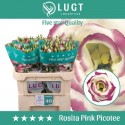 lysianthus double rosita pink picotee -...