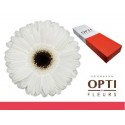 gerbera blanc HOUSE - Schouten Opti-Fleurs BV