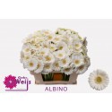 Gerbera mini Albino - Gebr. Weijs America