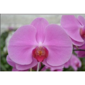 Phal Happy Valentina - Walter Grootscholten
