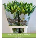LI longi fleurs WATCH UP - C.J. van Oort