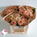 R GR CAPPUCCINO - Wans Roses