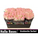 R GR AVALANCHE SORB+ - Holla Roses BV