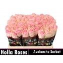 R GR AVALANCHE SORB+ - Holla Roses BV