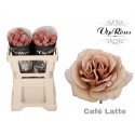 R GR CAFE LATTE - Vip Roses by Sassen