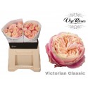 R GR VICTOR CLASSIC@ - Vip Roses by Sassen